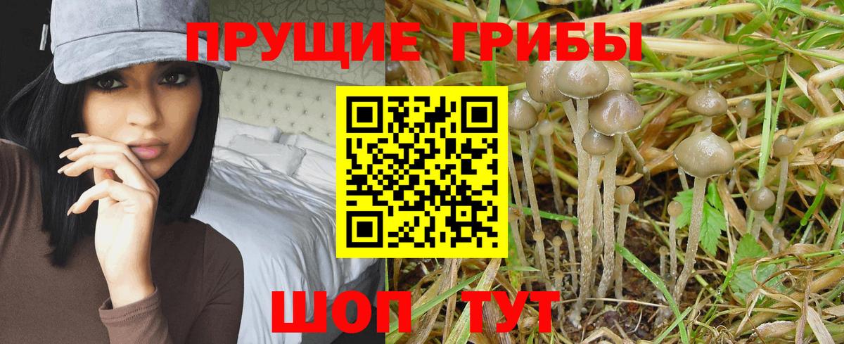 магазин    Вход с VPN  Псилоцибиновые грибы мухоморы  Протвино  Галлюциногенные грибы Cubensis 